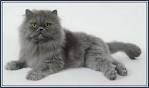 Persian Kittens For Sale by Reputable Breeders | Pets4You