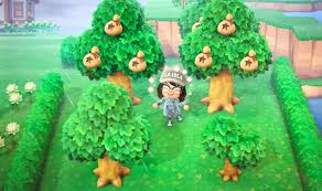 Does not grow back bells keep in mind that the money tree will only give you bells when you shake it for the first time. I Had Too Many Money Trees To Keep Track Of So I Made A Money Tree Garden Animalcrossing