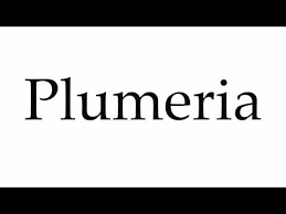 Plumeria Flower Pronunciation Best Flower Wallpaper