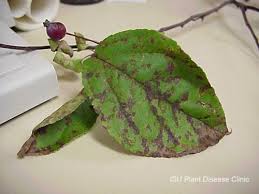 The starlite crabapple tree is a newer variety, and an excellent upgrade to the spring snow crabapple. Apple Scab Horticulture And Home Pest News