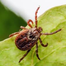 Really respectable and i would recommend him to anyone that is looking for good pest control service! Landmark Pest Management