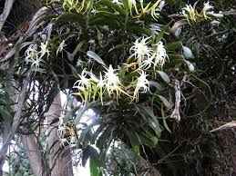 Image result for Cyrtorchis