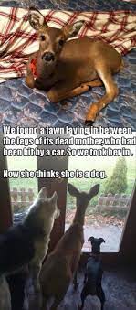 Pin On Animals