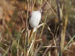 Image result for Anthospermum rigidum