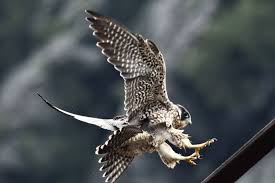 Cmhypno from other side of the sun on june 06, 2014 Rare Peregrine Falcon Chick Takes Flight At Harpers Ferry The Washington Post