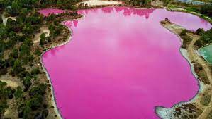 In amazonian folklore and culture, botos live in magical, underwater kingdoms and have supernatural powers. Naturschauspiel Pinker See Ist Der Touristenmagnet In Melbourne Krone At