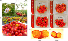 Image result for Solanum sisymbriifolium