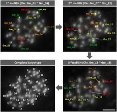 Image result for Genlisea margaretae
