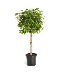 Image result for Ficus tremula