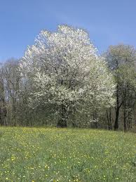 Image result for Prunus serotina
