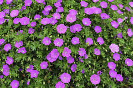 Bodendecker Die Schonsten Pflegeleichten Sorten Einfache Gartengestaltung Bodendecker Blumen Im Blumentopf