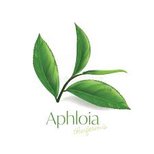 Image result for Aphloia theiformis
