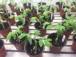 When to fertilize tomato seedlings. Fertilizer Tomato Seedlings Cromalinsupport