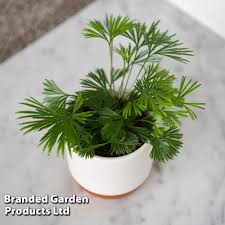 Image result for Actiniopteris