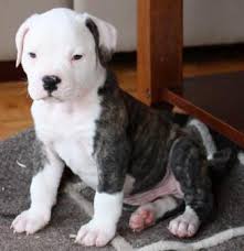 Pure johnson male bred by mark moler of big sky american bulldogs. American Bulldog Breed Information History Health Pictures And More