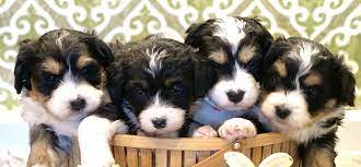 Mini bernedoodle puppies of illinois!! Goldendoodle And Bernedoodle Puppies In Illinois By Island Grove Doodles
