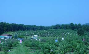Bueberry Hill Flat Top Wv Pickurown Patch Our Annual Family Tradition West Virginia Mountains West Virginia Beckley