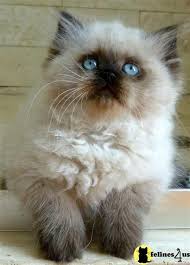 Health certificate and current vaccinations. Pin By Allison Montano On Cats Himalayan Kitten Pretty Cats Beautiful Cats