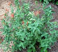 Image result for Dicliptera sp. C