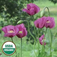 Apr 12, 2021 · how to grow poppies aspect. Flower Hungarian Blue Breadseed Poppy Breadseed Poppy Flower Seeds Poppy Garden