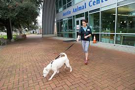 3 taking your pet home. Austin Animal Center Strains To Maintain Its No Kill Status City Shelter Struggles With Overcrowding And Volunteer Dissatisfaction News The Austin Chronicle
