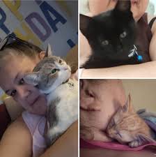 Introduction and cat photos shared