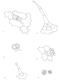 Image result for Tetradenia bainesii