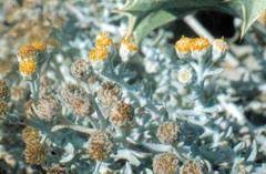 We did not find results for: Hortipedia Otanthus Maritimus