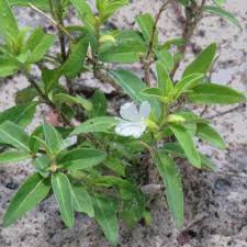 Image result for Barleria lugardii