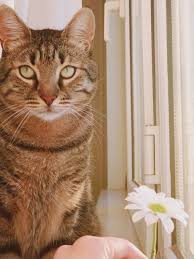 Cat Kedi Tekirkedi Daisy Papatya Tekir Kediler Kedi Papatyalar