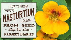 They do germinate easily, butthe outer seed casing is very tough, and that has to break down naturally before germination can happen. How To Grow Nasturtium From Seed In Containers A Complete Step By Step Guide Youtube