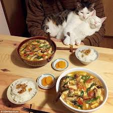 Japanese Couple Share Photos Of Their Cats Watching Them Eat Cat Watch Pretty Cats Cats