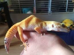 Google has many special features to help you find exactly what you're looking for. How To Take Care Of A Leopard Gecko Pet Life Today