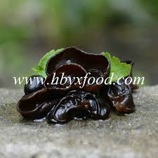 Abajur de chão tripé de madeira pinus eros c/ cúpula de tecido branco. China Chines Naturais Fungo Preto Cogumelo Orelha De Madeira Compre Mushroom Em Pt Made In China Com