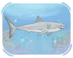 Image result for Shark