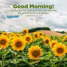 9 good morning pictures of lord jesus; Good Morning With Sunflower Images Good Morning Images Quotes Wishes Messages Greetings Ecards