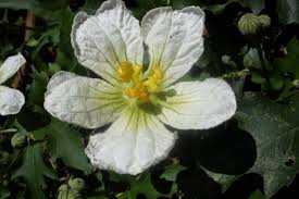 Image result for Lagenaria sphaerica