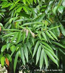 Image result for Lepisanthes