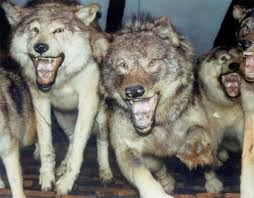 Timber Wolf Pack Attack He S Also Using Wordplay Subtly Working Around The Minnesota