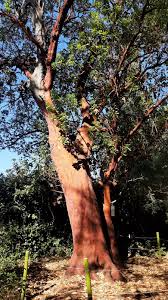 Image result for Andrachne