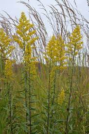Solidago Speciosa Showy Goldenrod Deep Yellow Flowers Goldenrod Flower Urban Garden