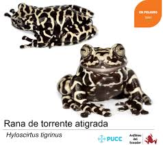 Image result for Hyloscirtus criptico