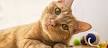 List of Cat Breeds | Petfinder