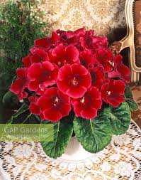 Gloxinia Cyprus Cha Gloxinia