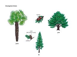 Fir Cone Noun Definition Pictures Pronunciation And Usage Notes Organic Raised Garden Beds Fir Cones Farming Magazine