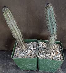 Image result for Pycreus aethiops