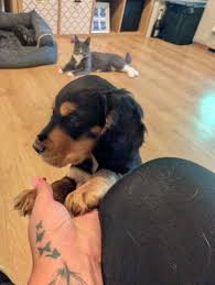 Can't believe this little beauty hasn't found her furever family 🩷 luckily  my cat is keeping her occupied 😂