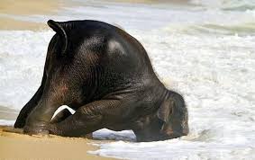 The 7 Best Pictures Of A Baby Elephant Playing At A Beach Of All Time Baby Elephants Playing Elephant Baby Elephant