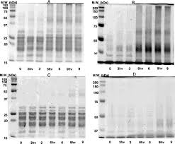 43 coloring pages mandalas 8 to 12 years. Simultaneous Chemical And Photochemical Protein Crosslinking Induced By Irradiation Of Eye Lens Proteins In The Presence Of Ascorbate The Photosensitizing Role Of An Uva Visible Absorbing Decomposition Product Of Vitamin C Photochemical
