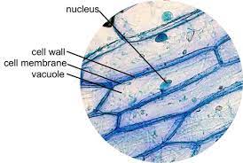 The circular inset shows the drawing hooke made of the honeycomb structure that he saw under the microscope. Epidermal Onion Cells Under A Microscope Plant Cells Appear Polygonal From The Cell Diagram Plant Cell Diagram Plant Cell